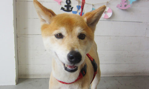 りーちゃんアイキャッチ