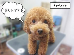 TPのホヌちゃんカット前