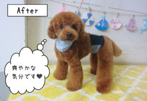 TPのホヌちゃん施術後