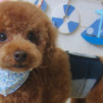 ホヌちゃんアイキャッチ