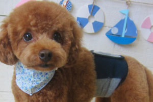 ホヌちゃんアイキャッチ