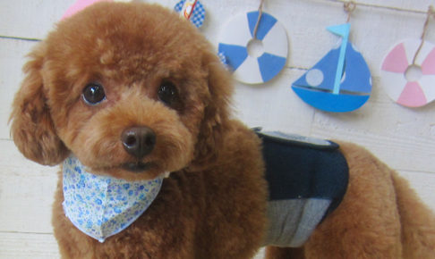 ホヌちゃんアイキャッチ