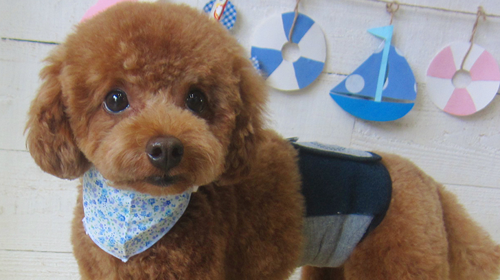 ホヌちゃんアイキャッチ