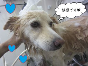 MIXのハナちゃんシャンプー中