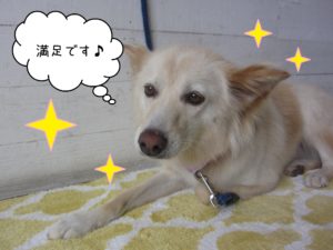 MIXのハナちゃん施術後