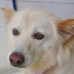 ハナちゃんアイキャッチ