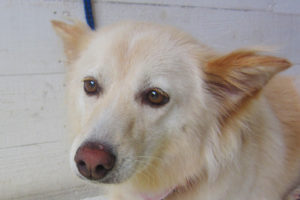 ハナちゃんアイキャッチ