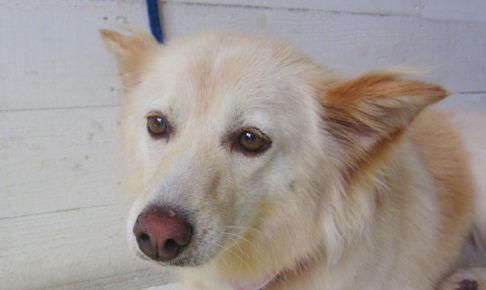 ハナちゃんアイキャッチ