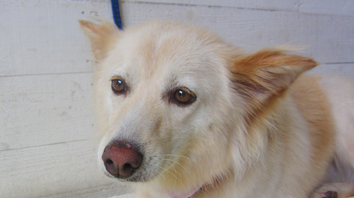 ハナちゃんアイキャッチ