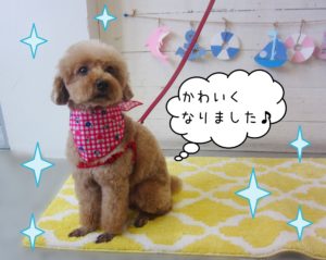 仕上がりトイプー