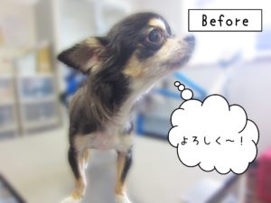 よろしくチワワ