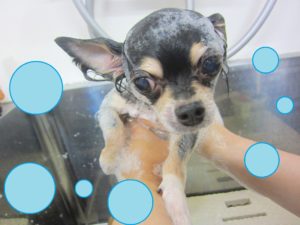 シャンプーチワワ