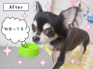 仕上がりチワワ