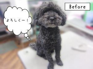 よろしくトイプー