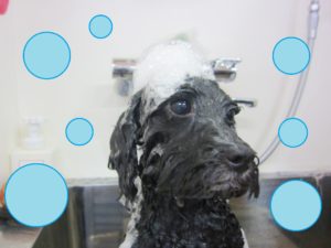 シャンプートイプー