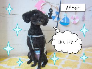 仕上がりトイプー