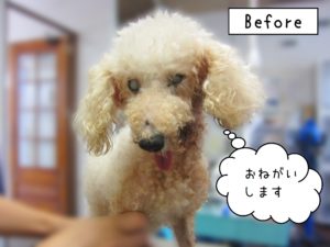 よろしくトイプー