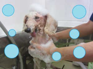 シャンプートイプー