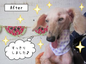 仕上がりトイプー