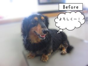 よろしくダックス