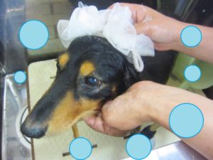 シャンプーダックス