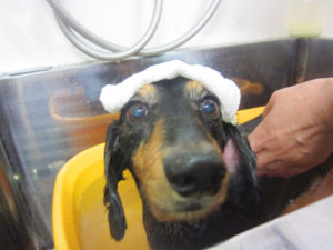 お風呂ダックス