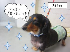 仕上がりダックス