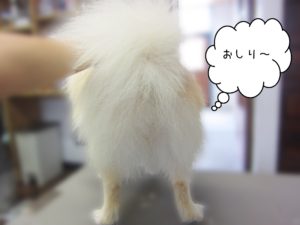 よろしくポメおしり