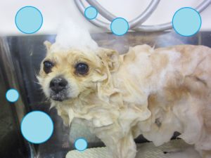 シャンプーポメ