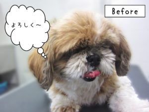 よろしくシーズー