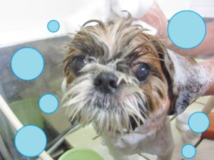 シャンプーシーズー