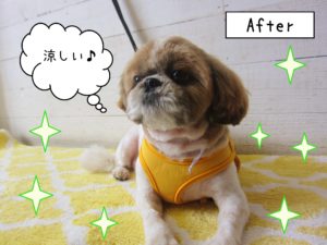 仕上がりシーズー