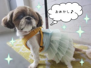 おめかしシーズー