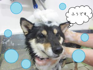 シャンプー豆柴