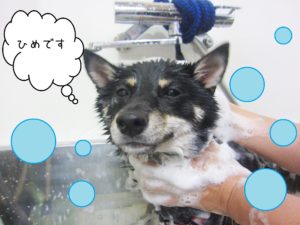 シャンプーしば