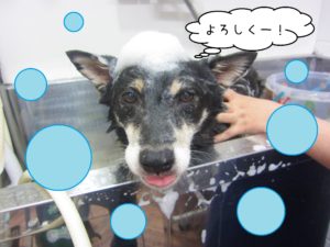 シャンプーしば