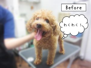 よろしくトイプー