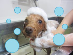 シャンプートイプー