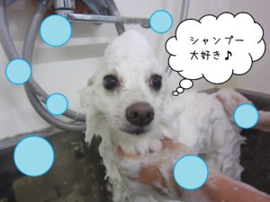 シャンプースピッツ