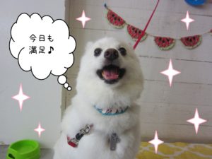 仕上がりスピッツ