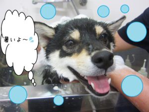 シャンプー豆柴