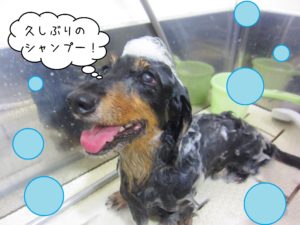 シャンプーダックス