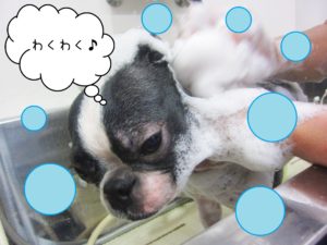 シャンプーボストン