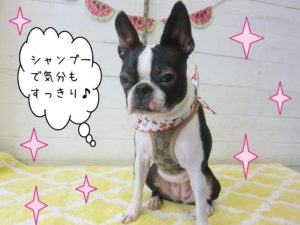 仕上がりボストン