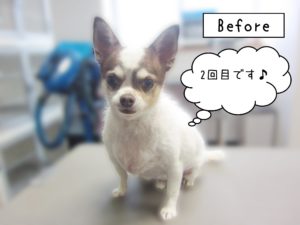 よろしくチワワ