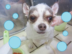 シャンプーチワワ