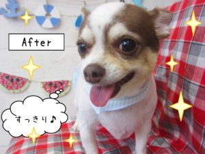 仕上がりチワワ