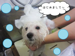 シャンプービション