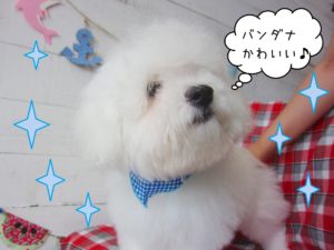 仕上がりビション