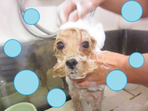 シャンプーミックス